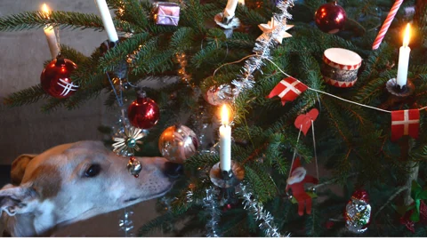 colourbox-julmedhund.jpg